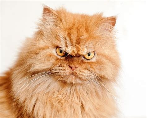 angry persian kitten|persian cat grumpy face.